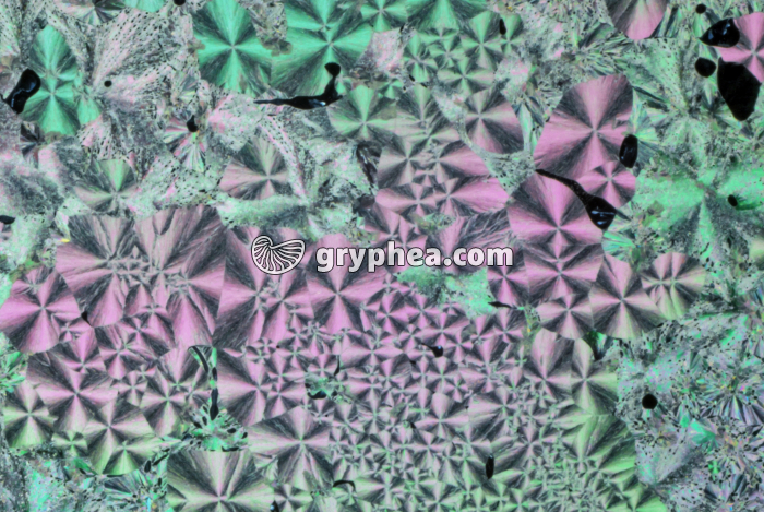 Vanilline - expérience de cristallisation après refroidissement rapide LPA x5 - gryphea.org